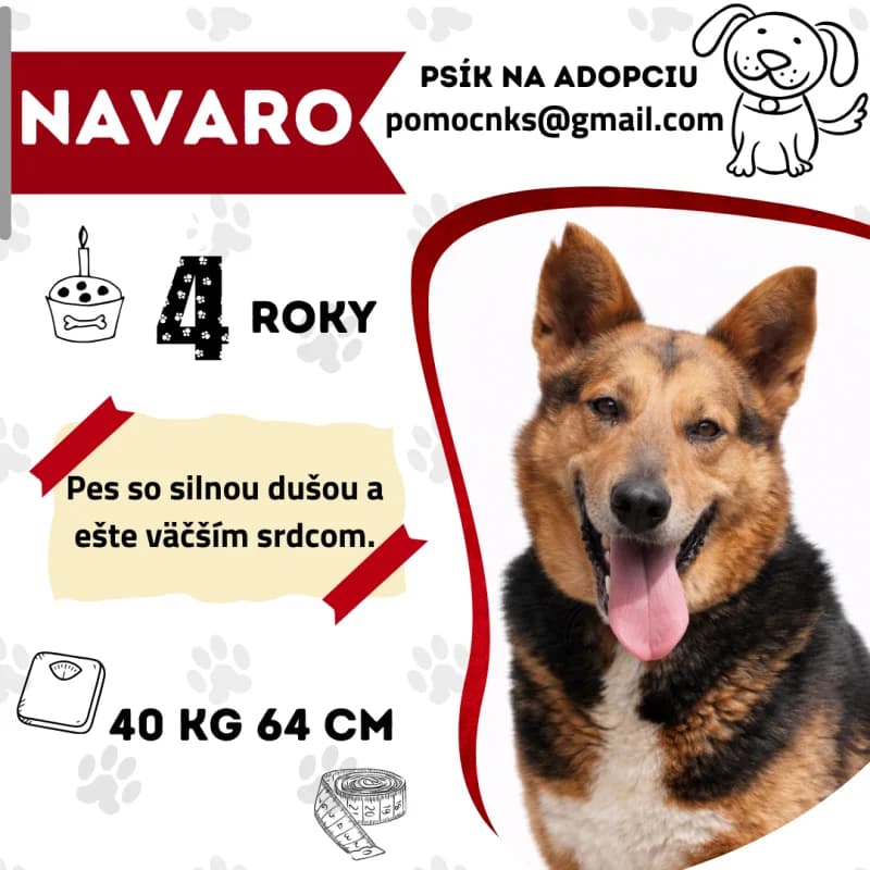 NAVARO, 4yo Mixed Breed for adoption at OZ Na konci sveta