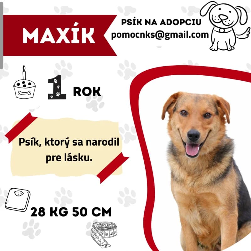 MAXÍK, young Mixed Breed for adoption at OZ Na konci sveta