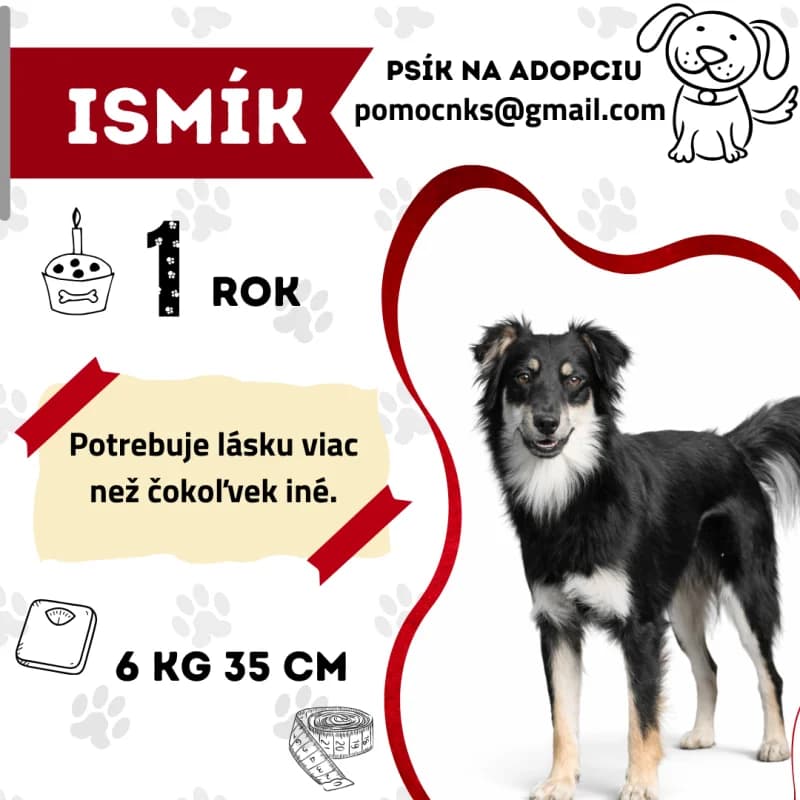 ISMÍK, young Mixed Breed for adoption at OZ Na konci sveta