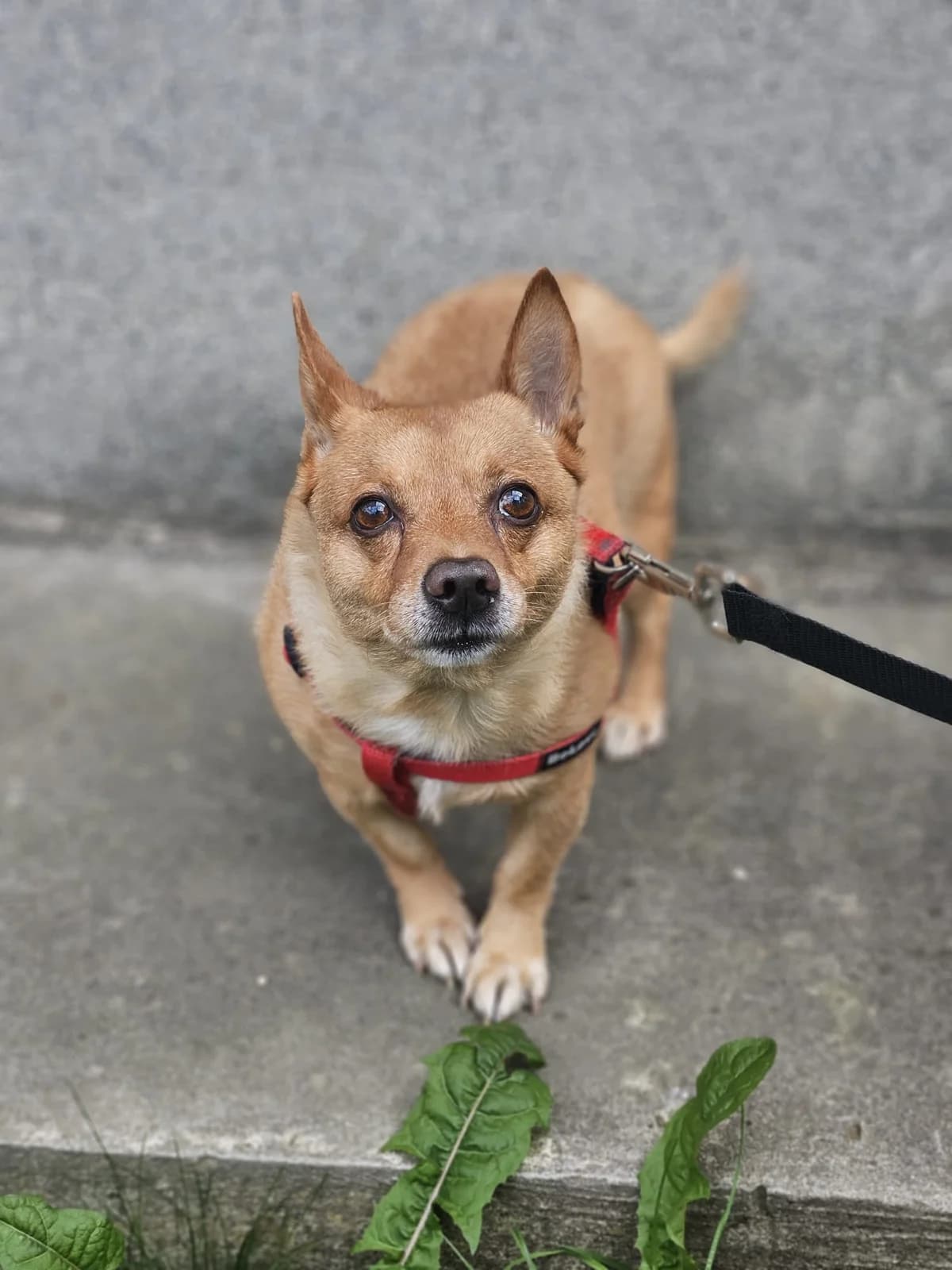 EDKO, nar. 2017,  senior Mixed Breed for adoption at OZ Druhá Šanca Bardejov