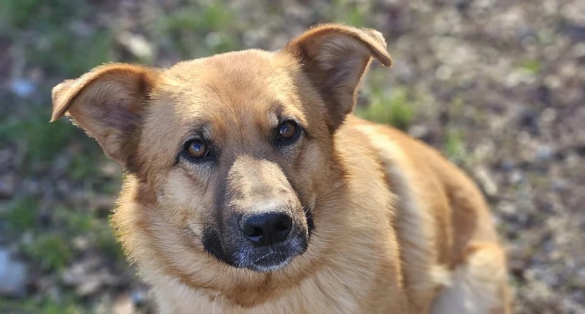 QUIDO , cca 03/2025, Mixed Breed for adoption at OZ Druhá Šanca Bardejov