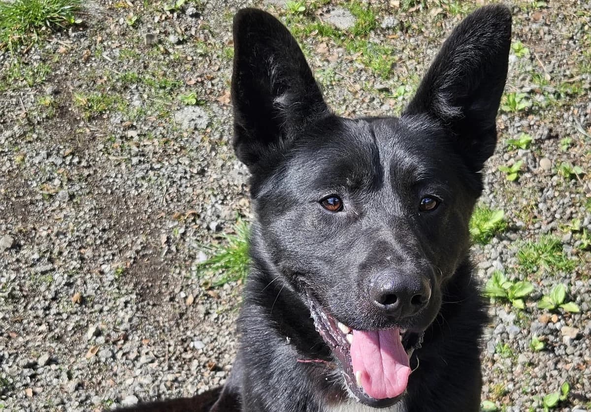 YPSO , cca 06/2024, Mixed Breed for adoption at OZ Druhá Šanca Bardejov