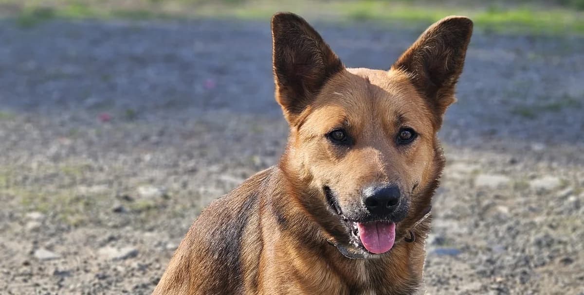 NELA , cca 11/2024, Mixed Breed for adoption at OZ Druhá Šanca Bardejov