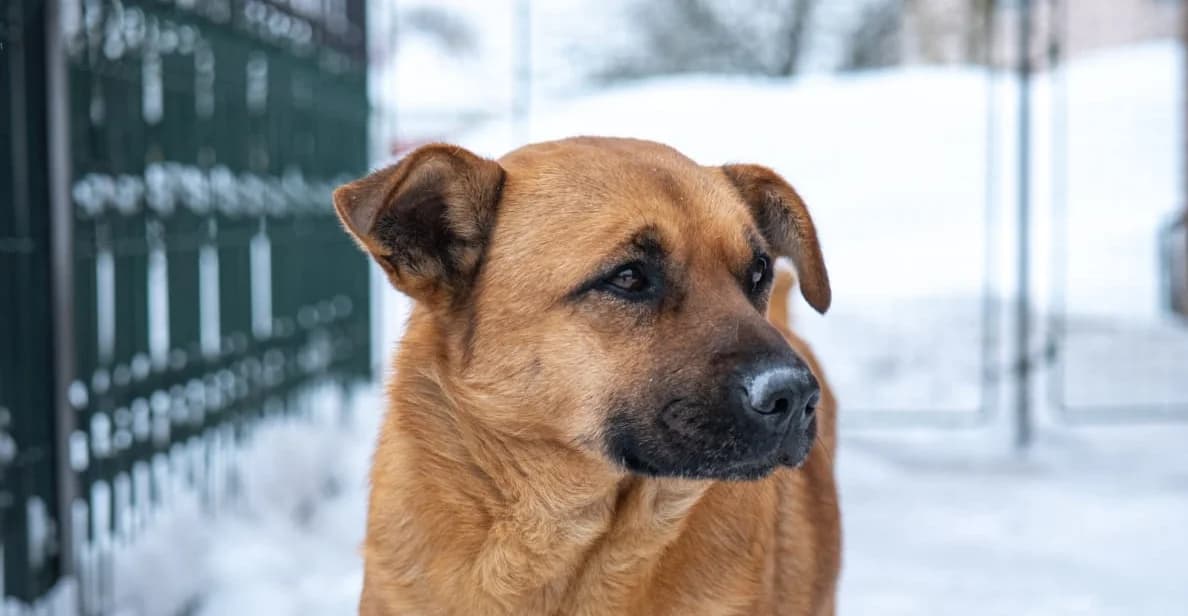 STRELKO , cca 01/2025, Mixed Breed for adoption at OZ Druhá Šanca Bardejov