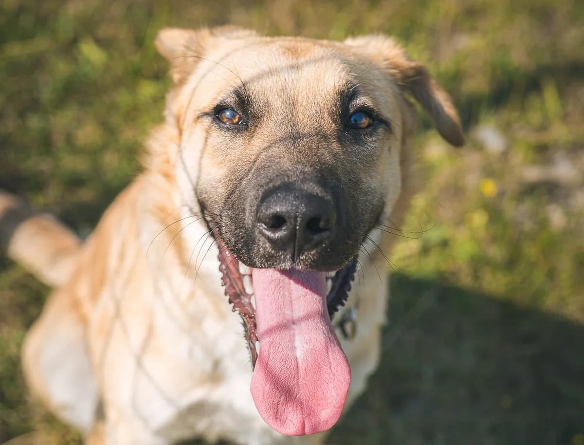 FALCO , cca 11/2025,  Mixed Breed for adoption at OZ Druhá Šanca Bardejov