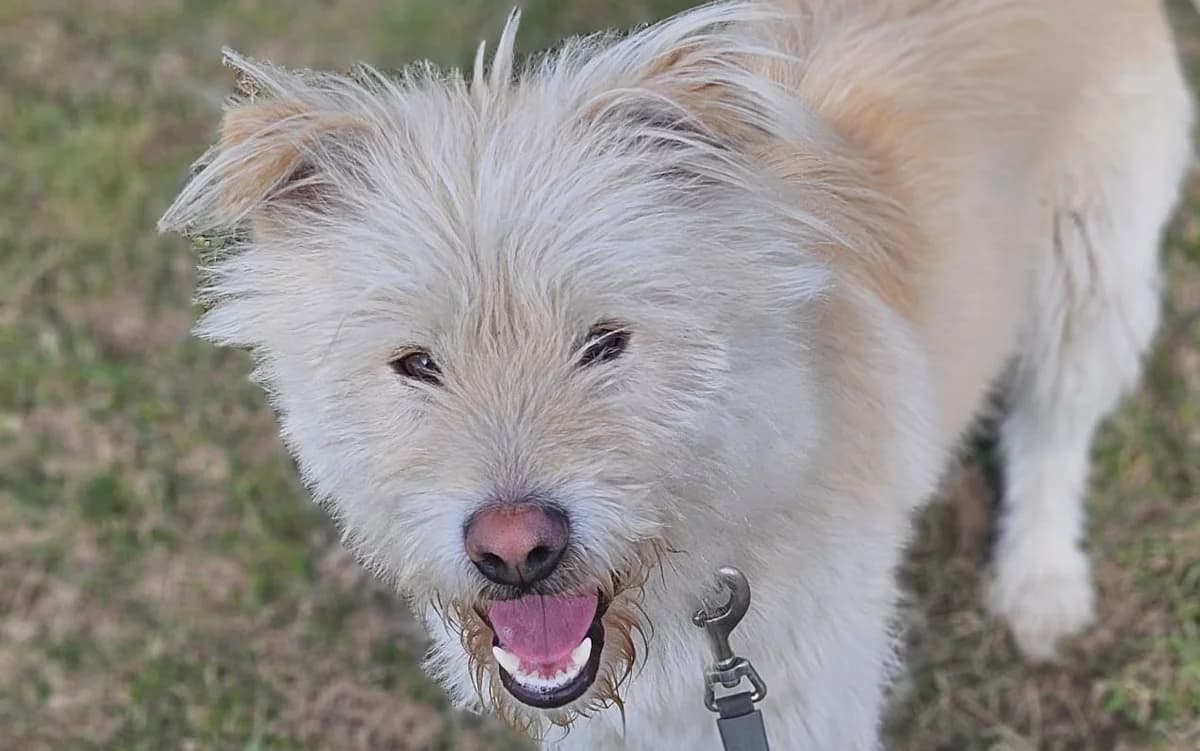CHARO , cca 11/2024, puppy Mixed Breed for adoption at OZ Druhá Šanca Bardejov