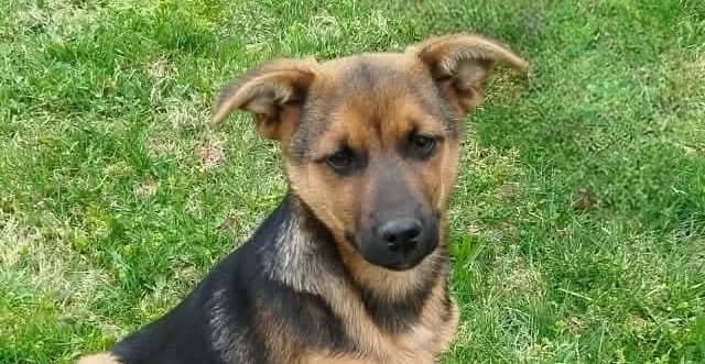 MAX, Mixed Breed (OZ Druhá Šanca Bardejov)