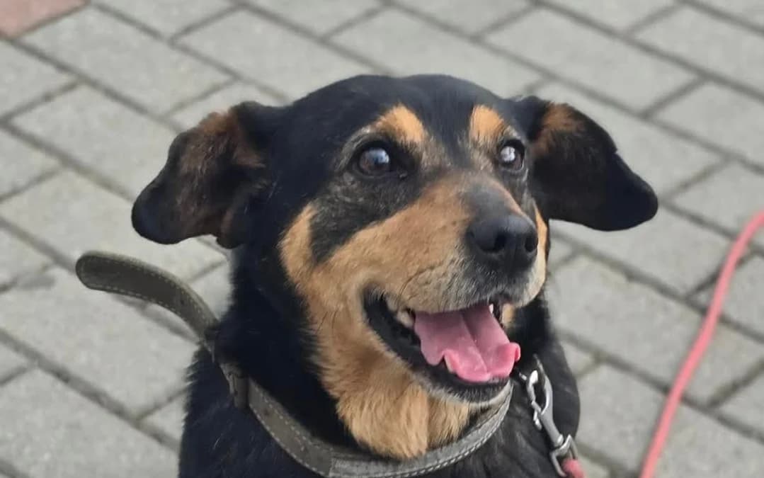 BEN , cca 2020, Mixed Breed for adoption at OZ Druhá Šanca Bardejov