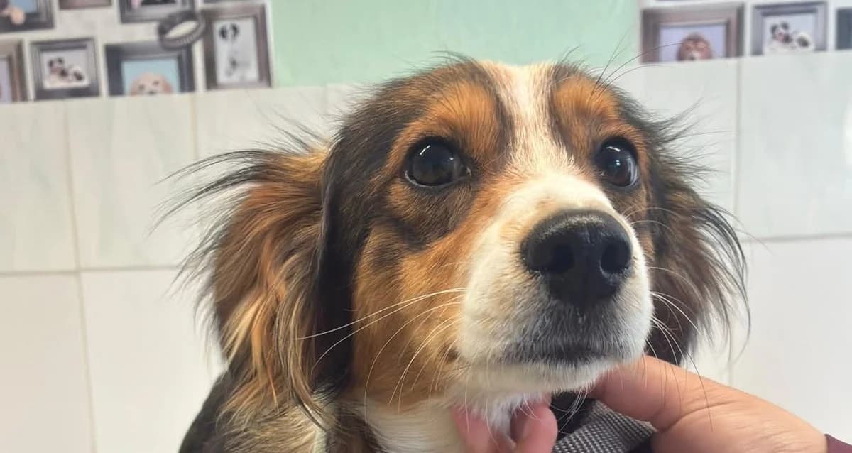 MILLY , 01/2025, Mixed Breed (OZ Druhá Šanca Bardejov)
