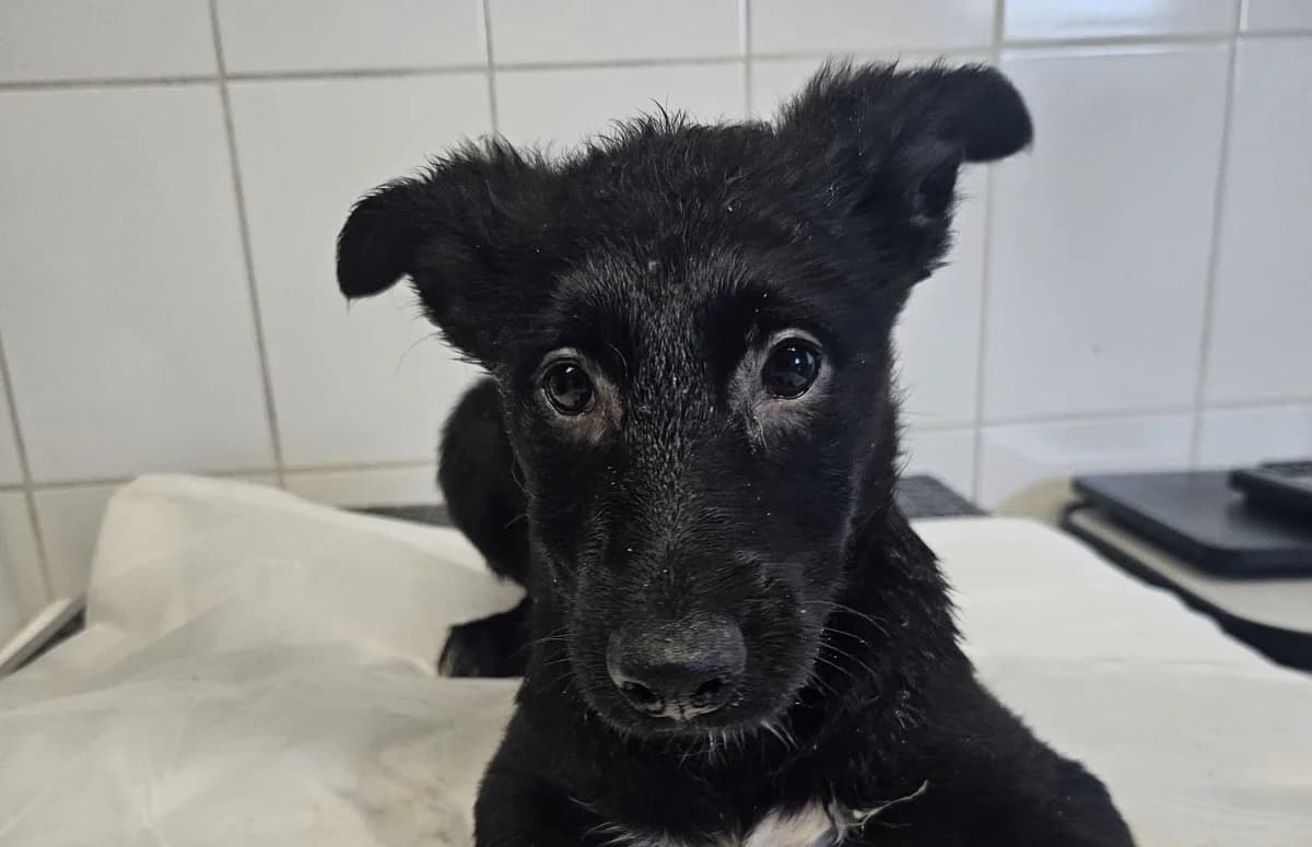 NEVE , cca 03/2026, Mixed Breed for adoption at OZ Druhá Šanca Bardejov