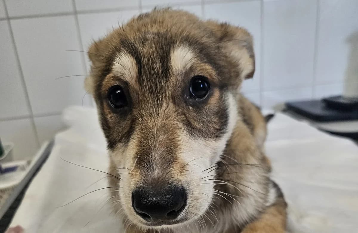 NOX , cca 03/2026, Mixed Breed for adoption at OZ Druhá Šanca Bardejov