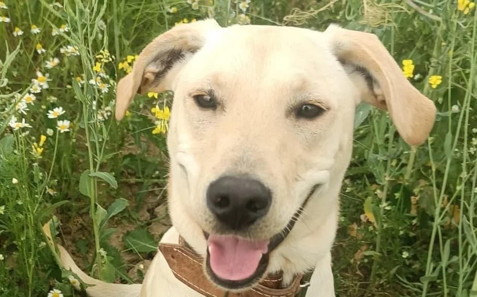 ROKY,  Mixed Breed for adoption at OZ Druhá Šanca Bardejov