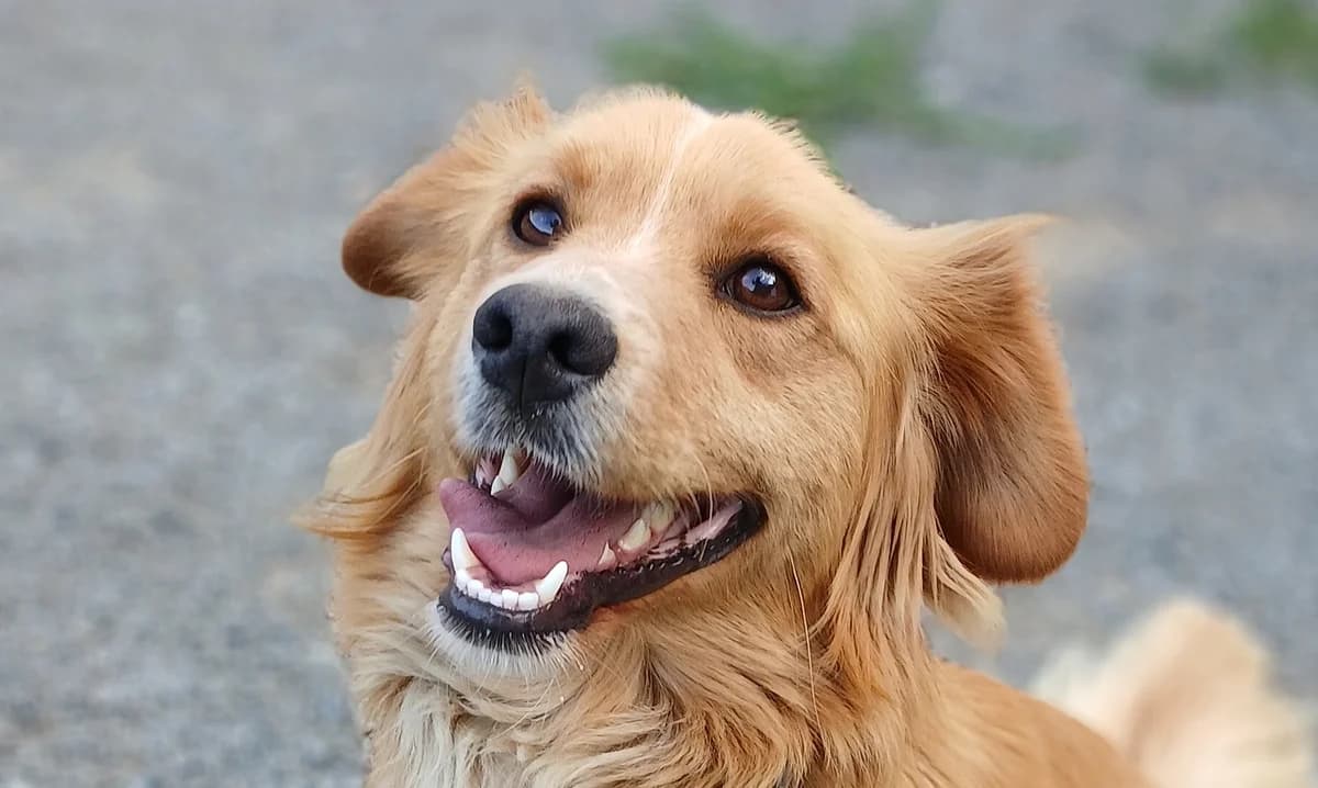 URAN , cca r.10/2024,  Mixed Breed for adoption at OZ Druhá Šanca Bardejov