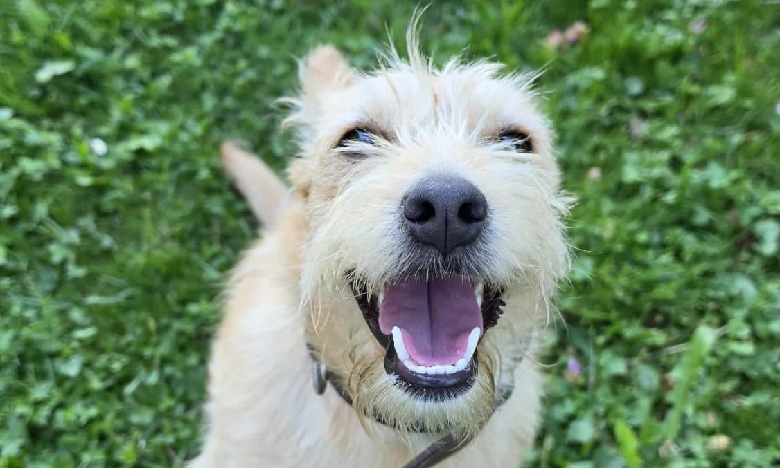 YGGI , cca 10/2025, Mixed Breed for adoption at OZ Druhá Šanca Bardejov