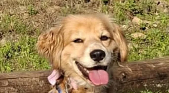 STELKA , cca, Mixed Breed for adoption at OZ Druhá Šanca Bardejov