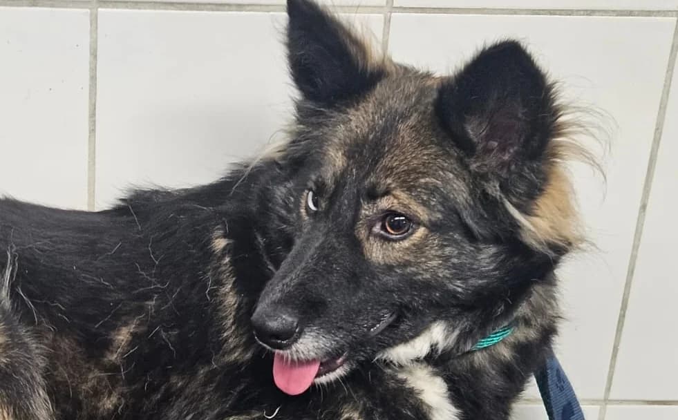 NERA , cca 02/2025, Mixed Breed for adoption at OZ Druhá Šanca Bardejov