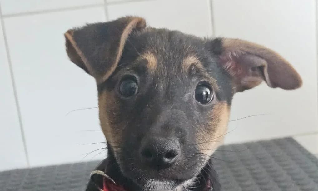 ARI , cca 06/2026,  Mixed Breed for adoption at OZ Druhá Šanca Bardejov
