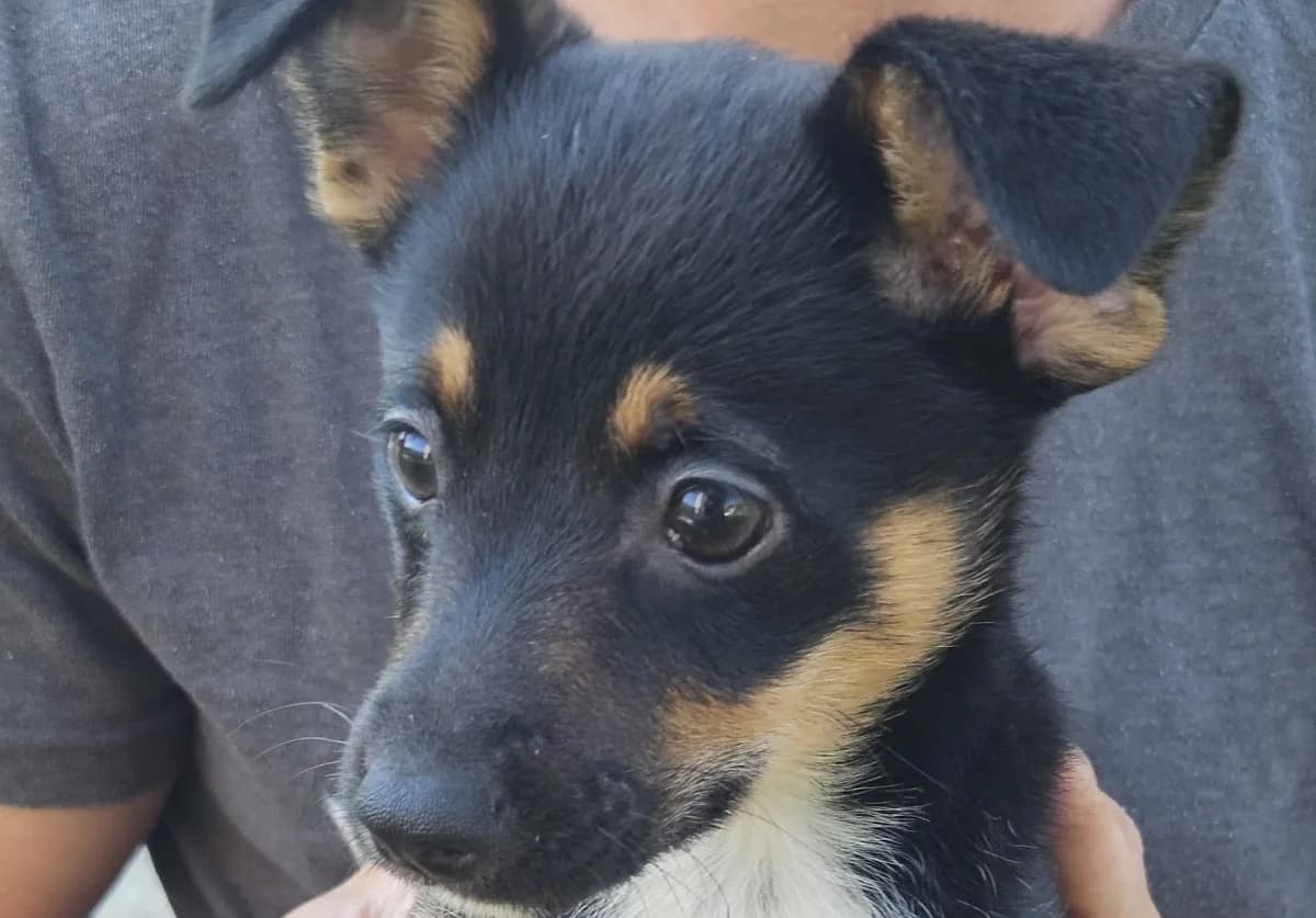 ASHA , cca 06/2026,  Mixed Breed for adoption at OZ Druhá Šanca Bardejov