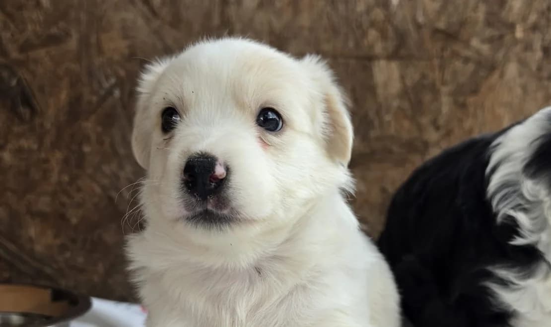 ŽOFREY , cca 07/2026,  Mixed Breed for adoption at OZ Druhá Šanca Bardejov