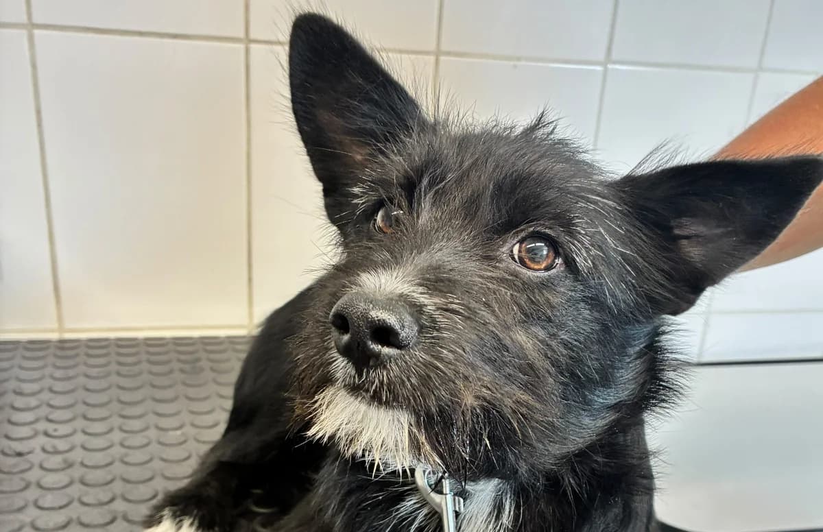 ENI , cca 01/2026,  Mixed Breed for adoption at OZ Druhá Šanca Bardejov