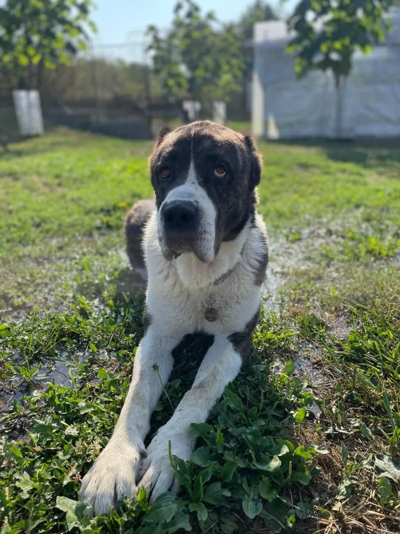 Kamal, male 5yo mixed breed for adoption at OZ Pes v núdzi, 962 31 Sielnica