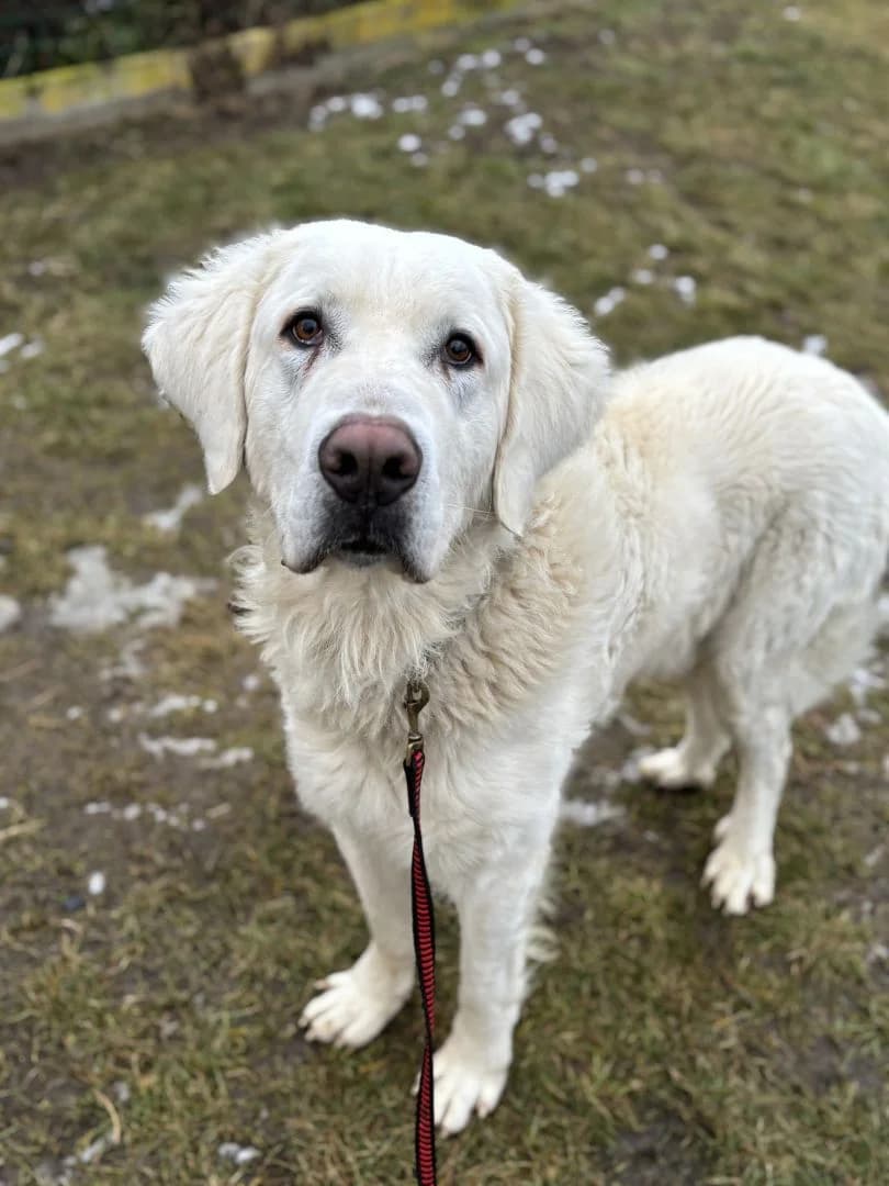 Belko,  4yo mixed breed for adoption at OZ Pes v núdzi, 962 31 Sielnica