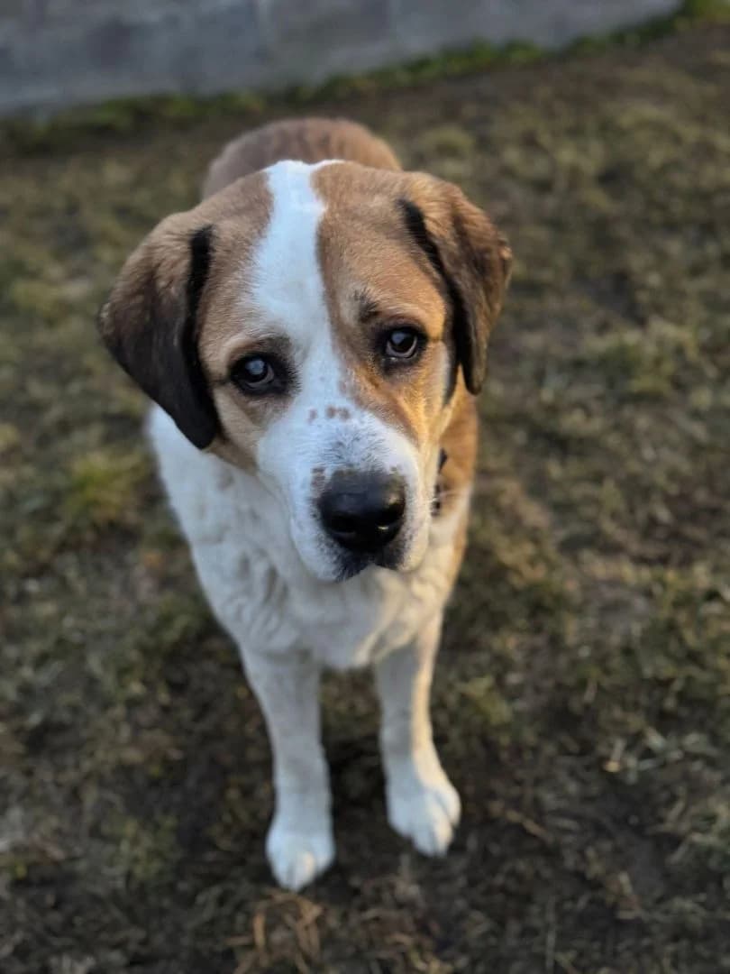 Bary,  senior Mixed Breed for adoption at OZ Pes v núdzi, 962 31 Sielnica