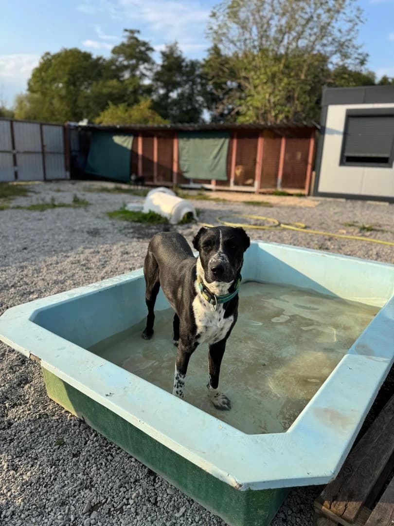 Elvíra,  young Mixed Breed for adoption at OZ Pes v núdzi, 962 31 Sielnica