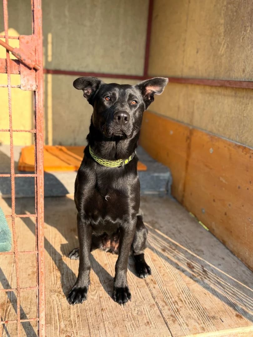 Shadow, female young Mixed Breed for adoption at OZ Pes v núdzi, 962 31 Sielnica