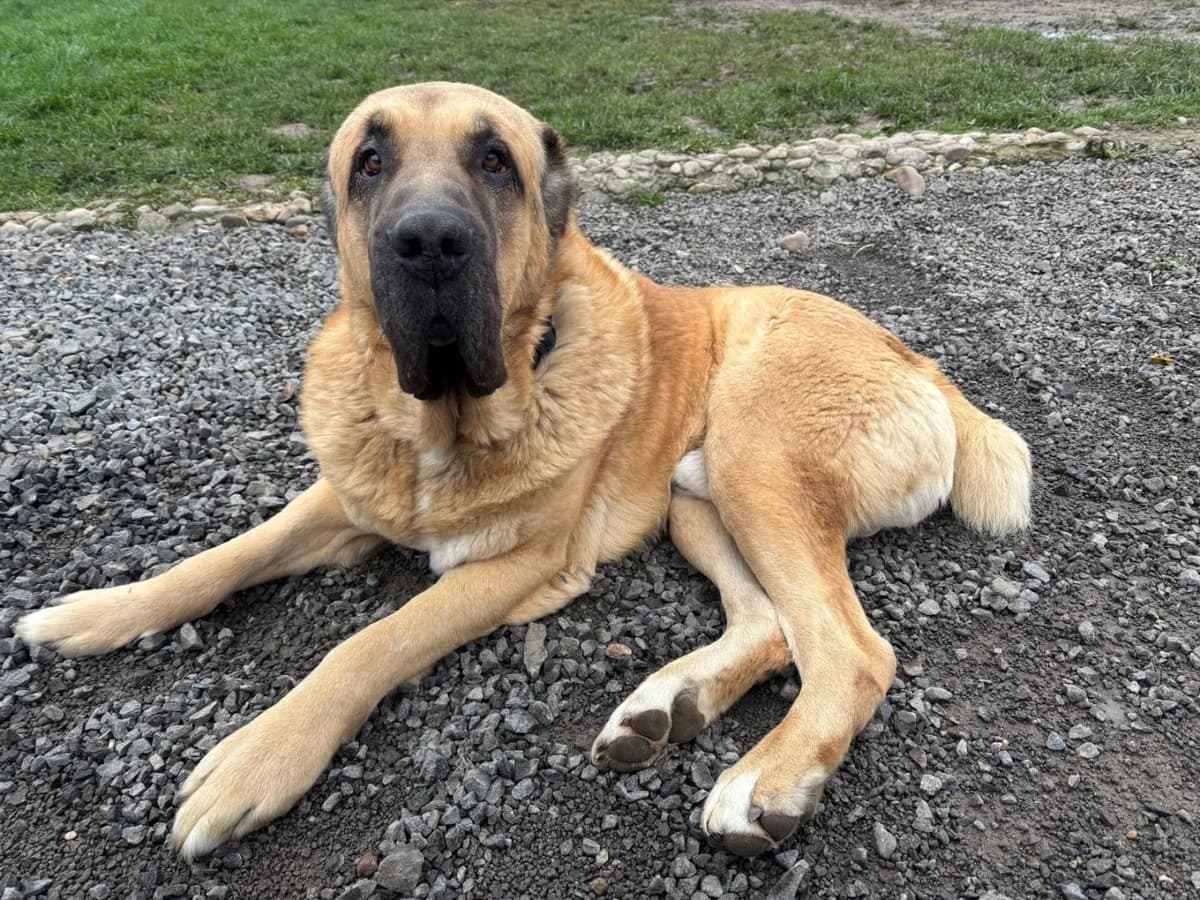 Bruno,  7yo Mixed Breed for adoption at OZ Pes v núdzi, 962 31 Sielnica