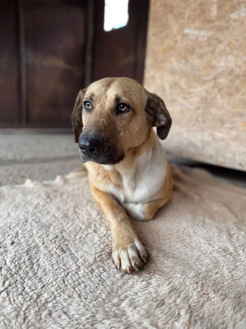 Val,  young Mixed Breed for adoption at OZ Pes v núdzi, 962 31 Sielnica