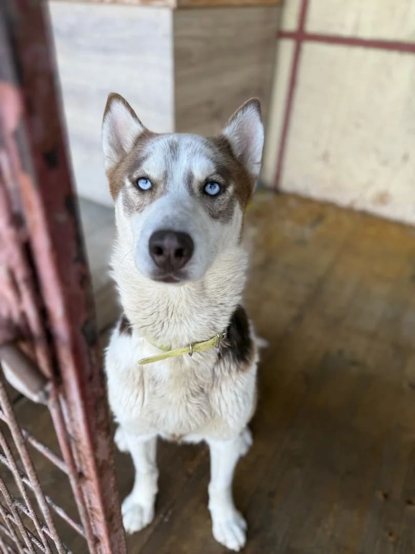 Rufus,  young mixed breed for adoption at OZ Pes v núdzi, Sielnica