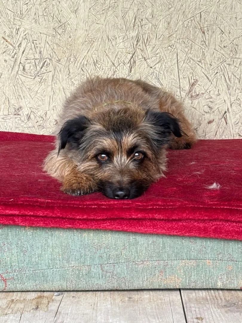Milan,  young Mixed Breed for adoption at OZ Pes v núdzi, Sielnica