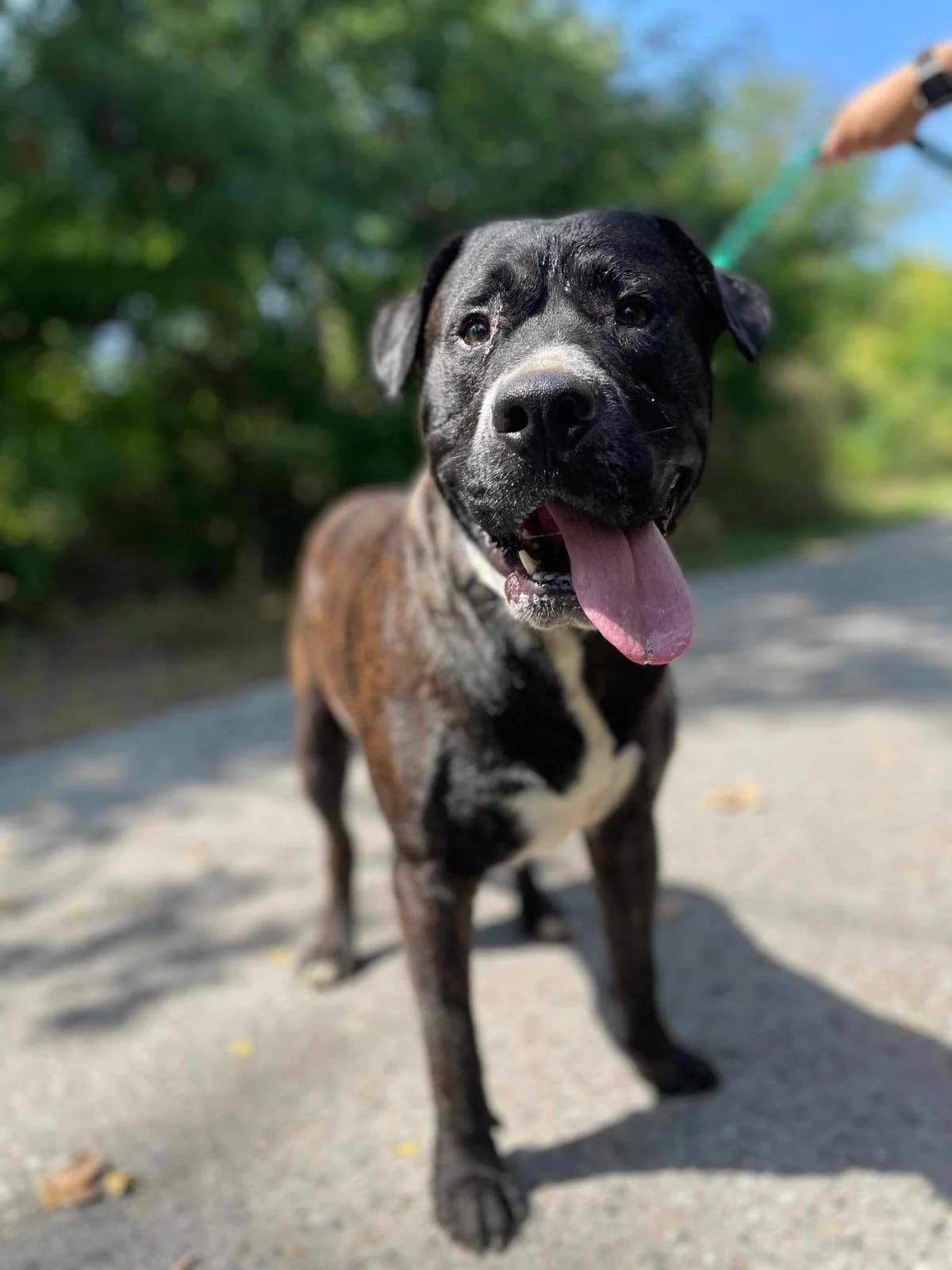 Monty, Mixed Breed (OZ Priateľ pes)