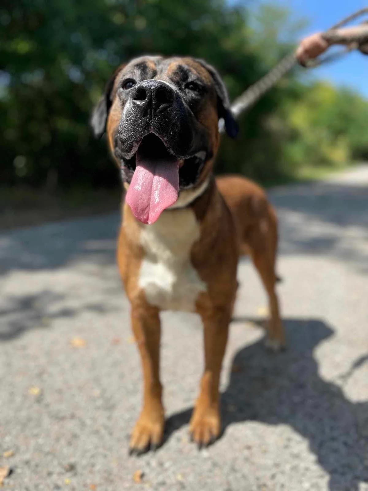 Ricky, Mixed Breed (OZ Priateľ pes)