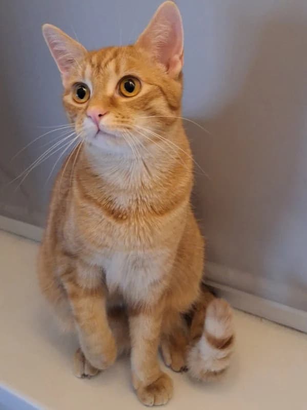 RIŠKO, male 3yo Mixed Breed for adoption at Srdce pre mačky