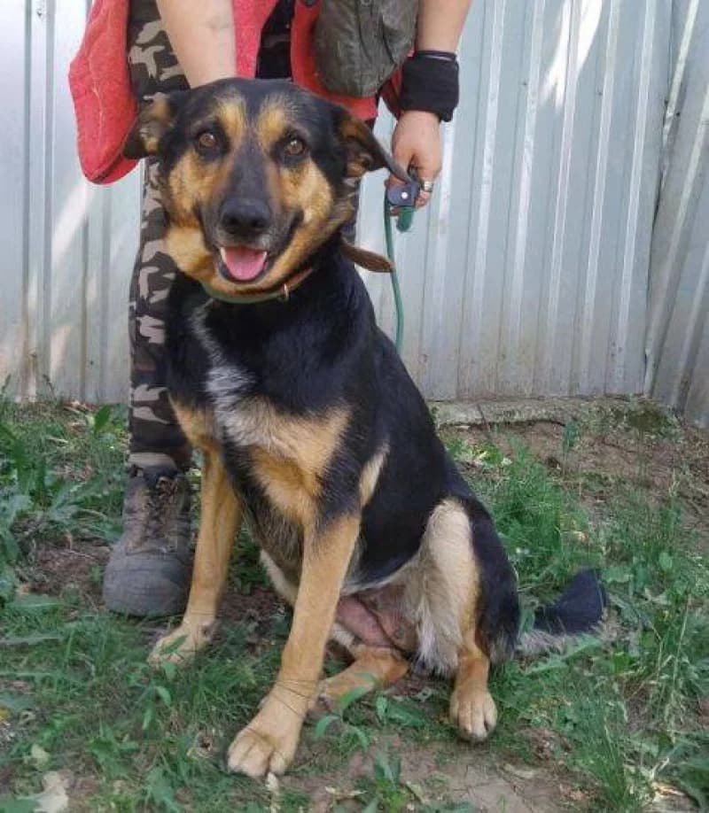 Alfa, female Mixed Breed for adoption at OZ Šťastné Labky Fiľakovo