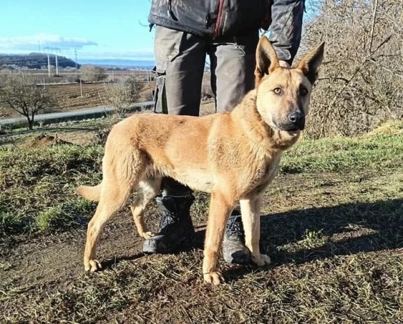 Andre, male young Mixed Breed for adoption at OZ Šťastné Labky Fiľakovo