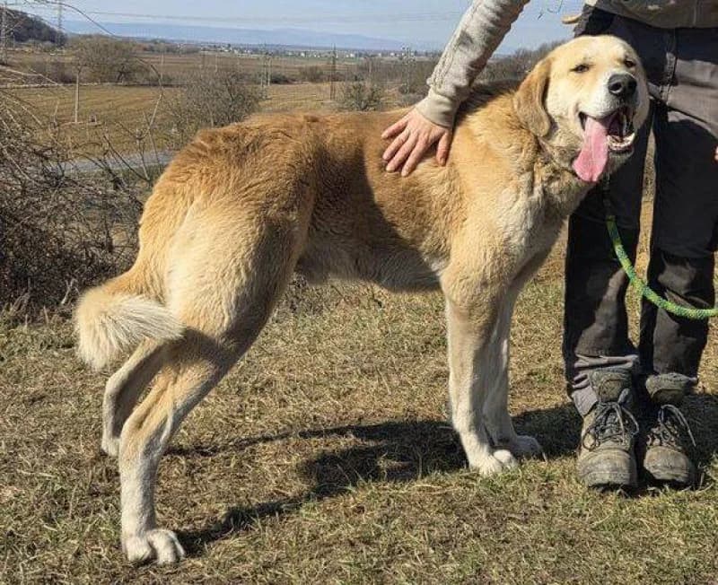 Apollo, male 4yo Mixed Breed for adoption at OZ Šťastné Labky Fiľakovo