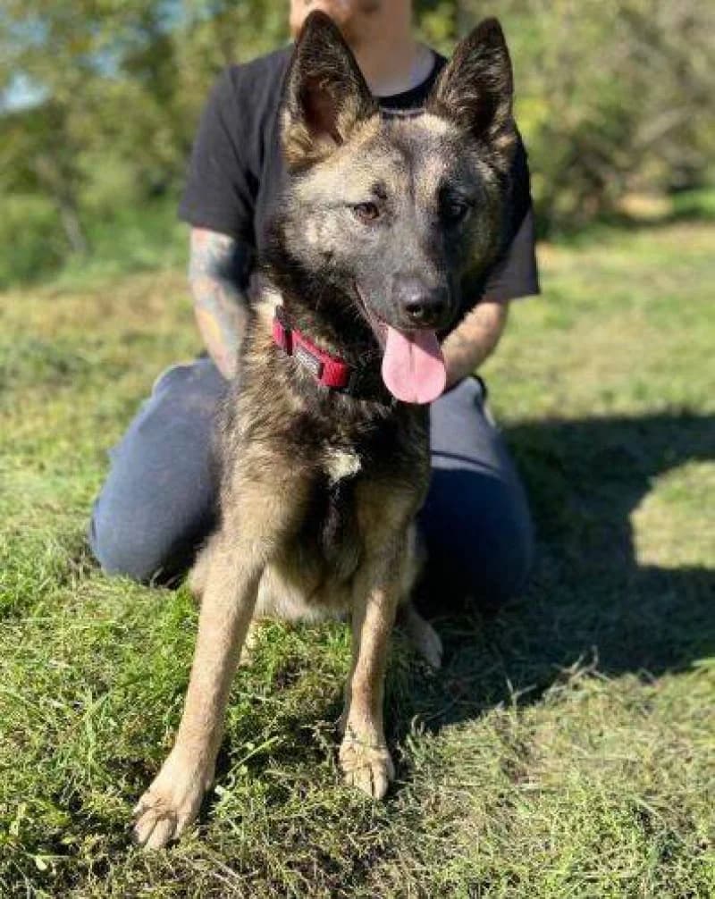 Arwen, female Mixed Breed for adoption at OZ Šťastné Labky Fiľakovo