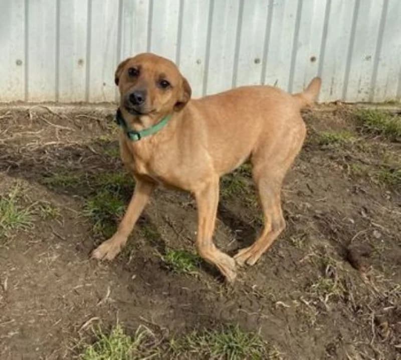 Ashley, female Mixed Breed for adoption at OZ Šťastné Labky Fiľakovo