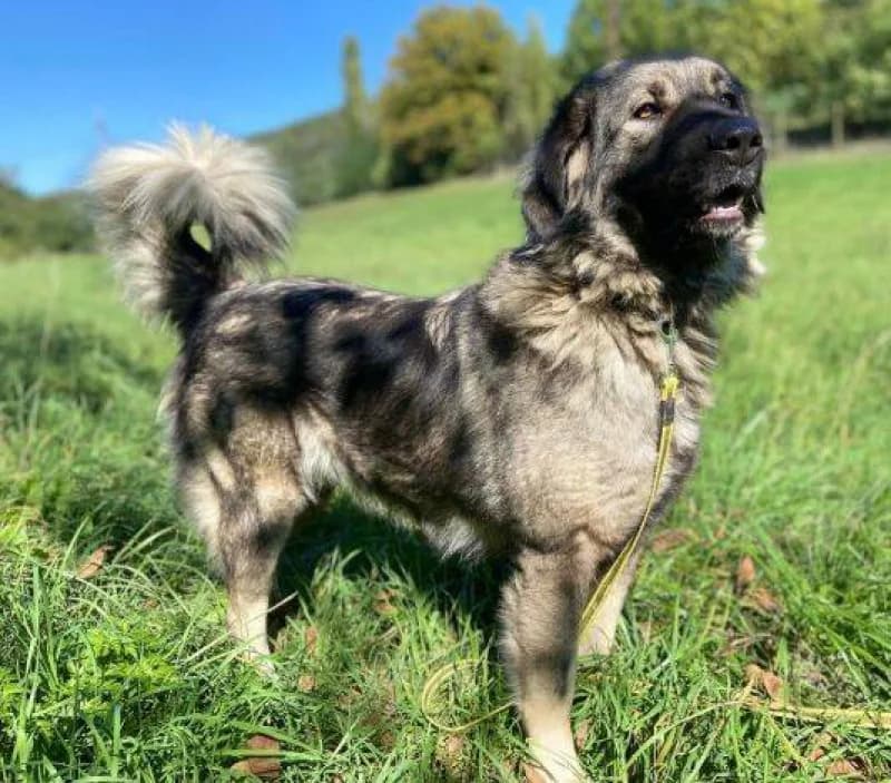 Asta, female young Mixed Breed for adoption at OZ Šťastné Labky Fiľakovo