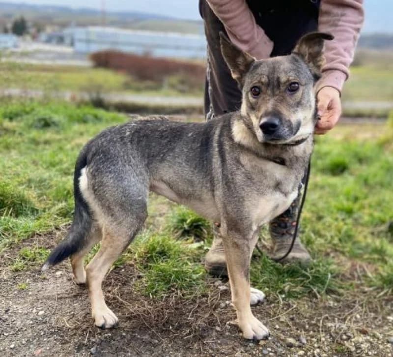 Brenda, female Mixed Breed for adoption at OZ Šťastné Labky Fiľakovo