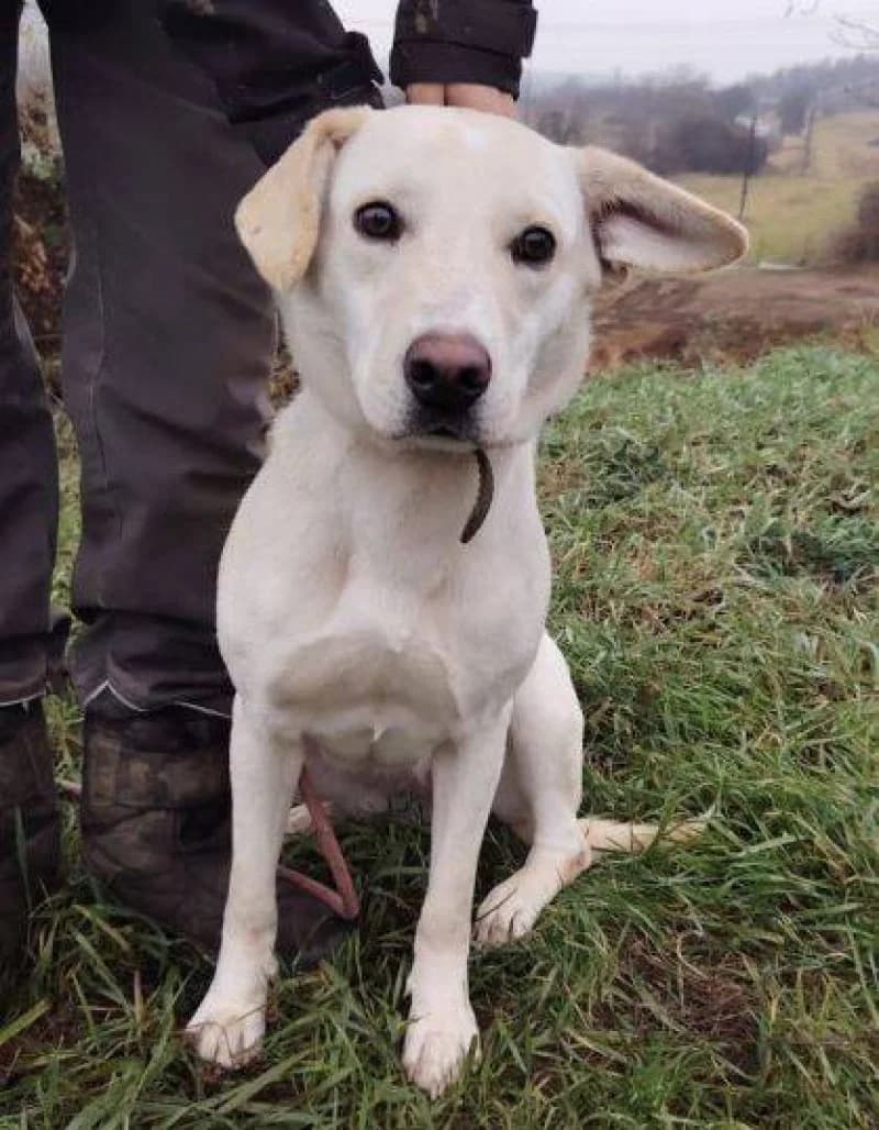 Chanel, female young Mixed Breed for adoption at OZ Šťastné Labky Fiľakovo