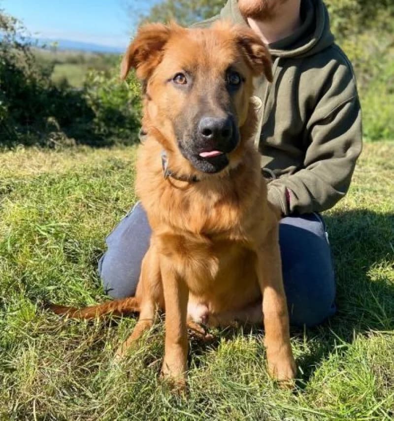 Colin, male Mixed Breed for adoption at OZ Šťastné Labky Fiľakovo