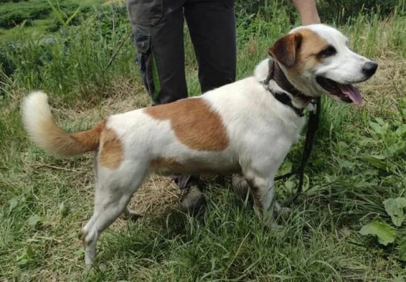 Coudy, male 3yo Mixed Breed for adoption at OZ Šťastné Labky Fiľakovo