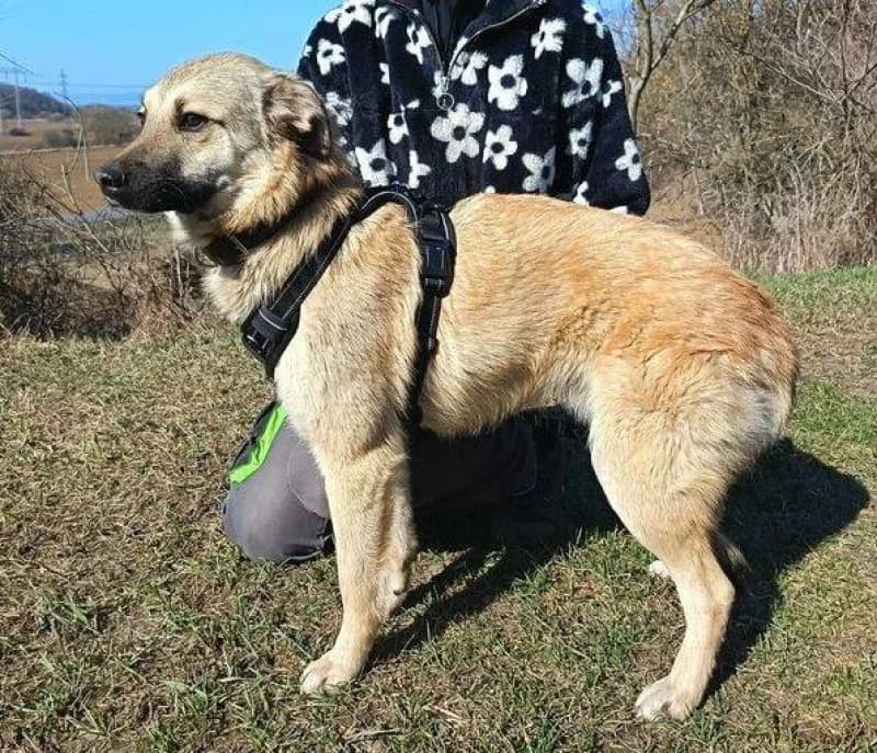 Dagy, male young Mixed Breed for adoption at OZ Šťastné Labky Fiľakovo
