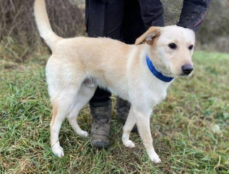 Daro, male Mixed Breed for adoption at OZ Šťastné Labky Fiľakovo