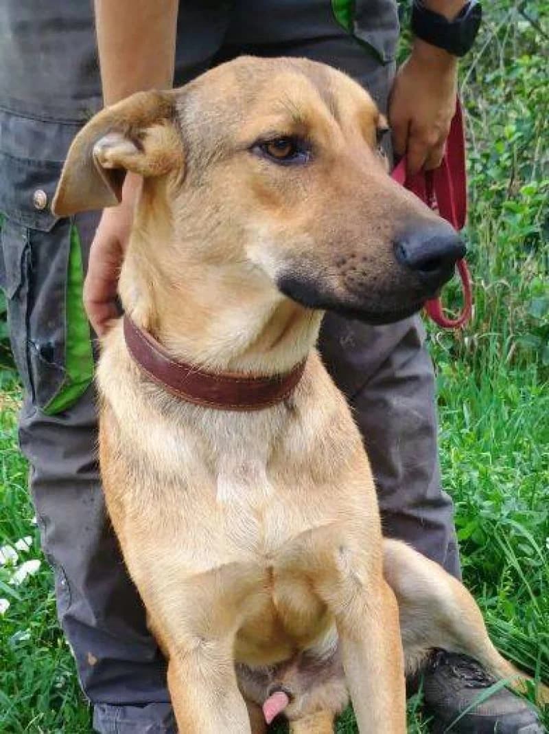 Donatello, male young Mixed Breed for adoption at OZ Šťastné Labky Fiľakovo