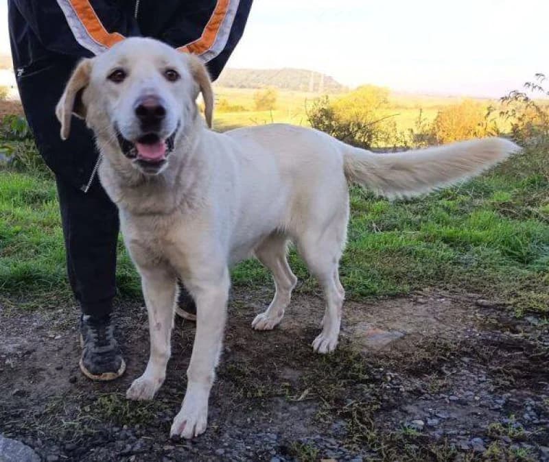 Dorka, female Mixed Breed for adoption at OZ Šťastné Labky Fiľakovo
